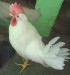 জাপানিজ হোয়াইট লেগ হর্ন